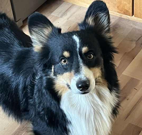 Photo of Oreo