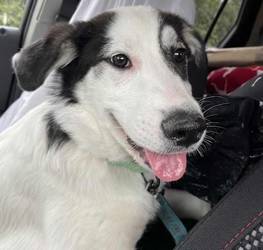 Photo of Monty