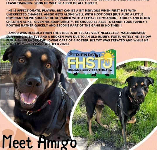 Photo of Amigo