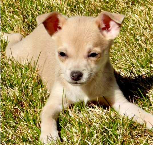 Photo of Spitfire