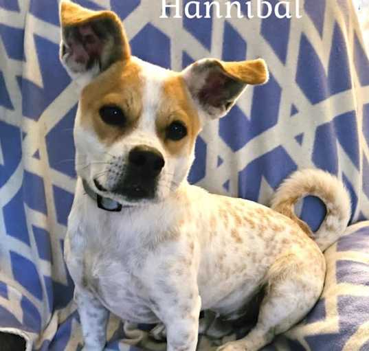 Photo of Hannibal