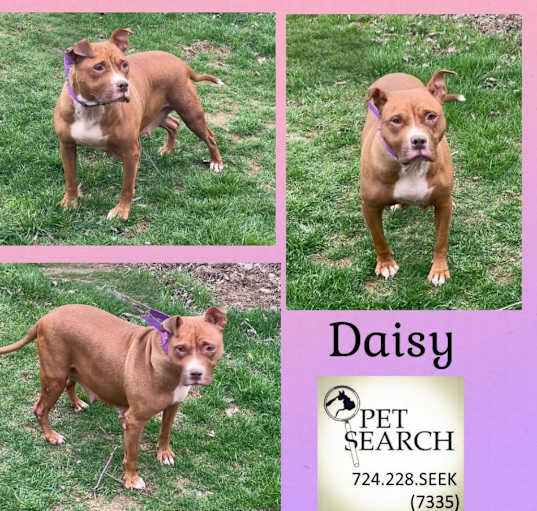 Photo of Daisy