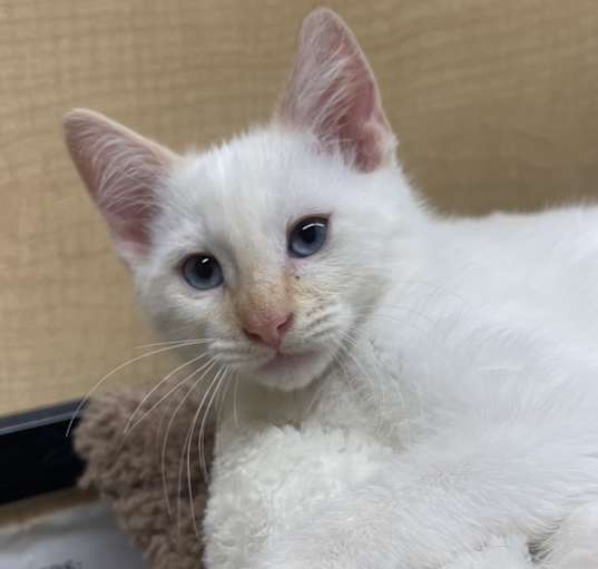 Photo of Maverick
