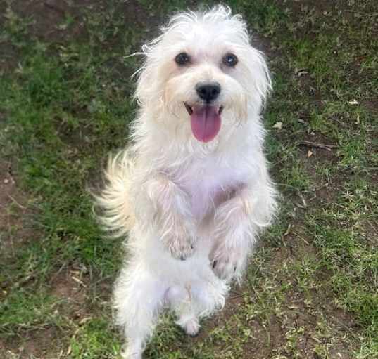 Photo of Biscuit