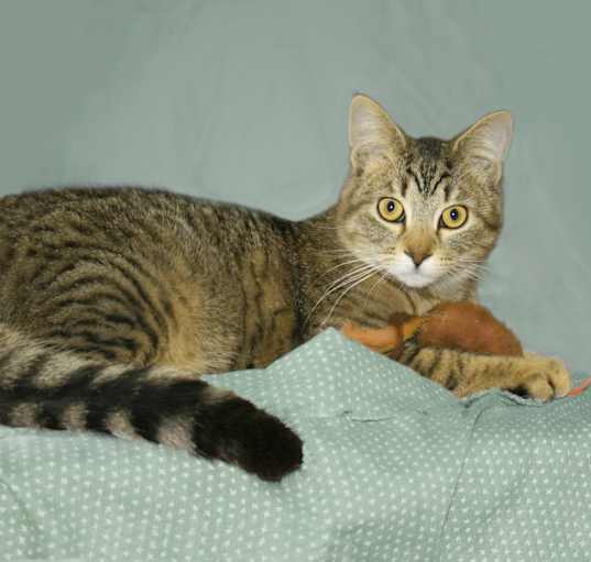 Photo of Fritz