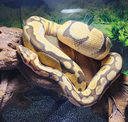 Photo of Leo