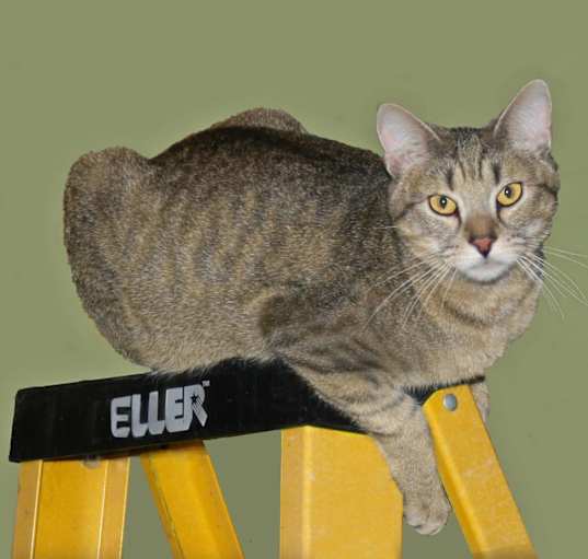 Photo of Dilly