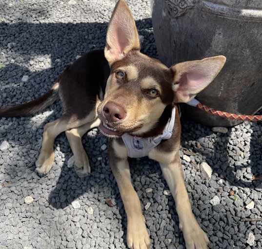 Photo of Nova