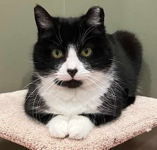 Photo of Bandit