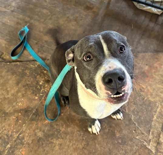 Photo of Nova