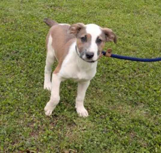 Photo of Shiloh