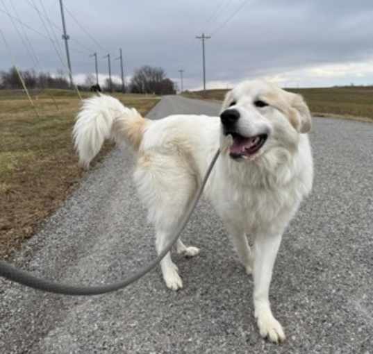 Photo of Bo