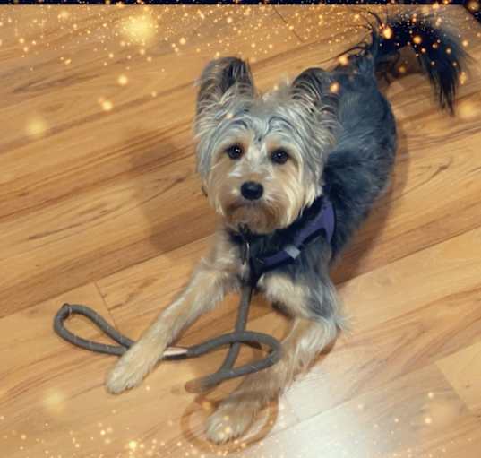Photo of Mozzy