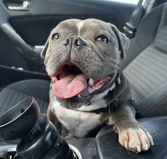 Photo of Pepper (American Bully)
