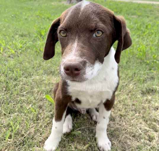 Photo of Biscuit