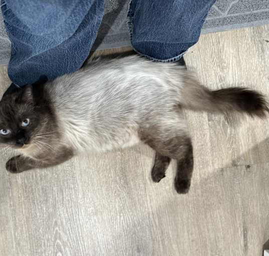 Photo of Loki