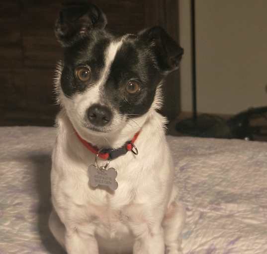 Photo of Shiloh