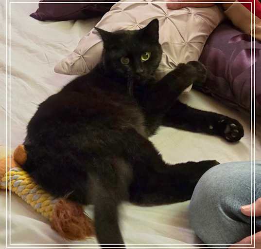 Photo of Kulo