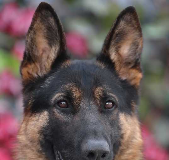 Photo of Deryl von Dahlen