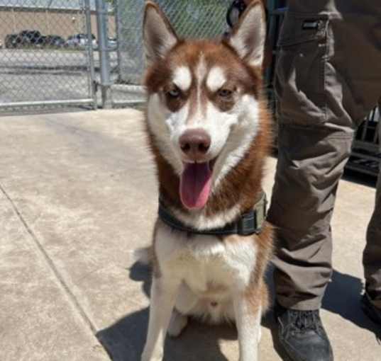 Photo of Rusty