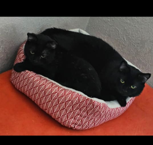Photo of Onyx
