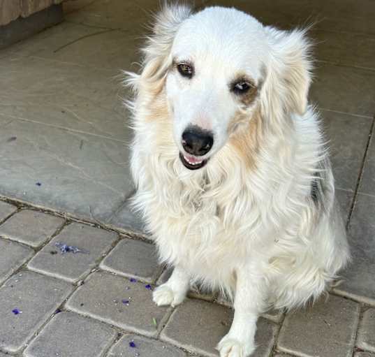 Photo of Leva