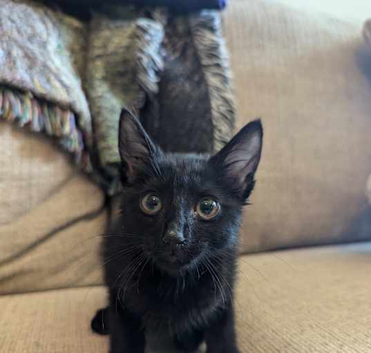 Photo of Gideon