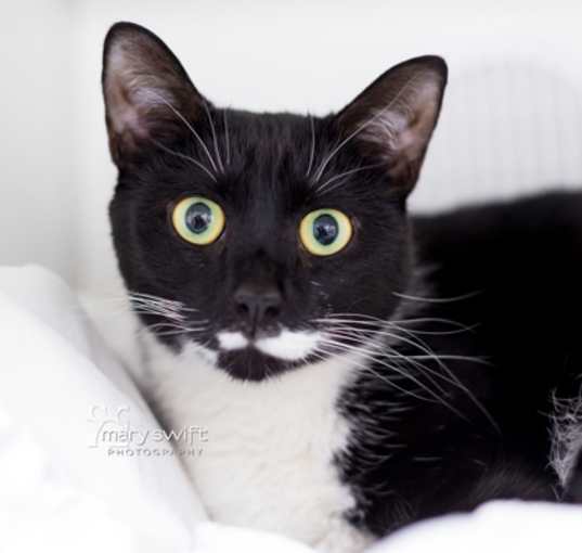 Photo of Bella