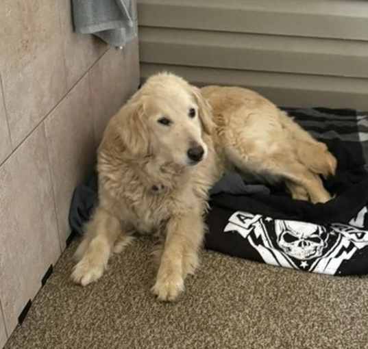 Photo of Daisy 041025