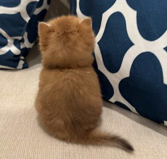 Photo of Honey