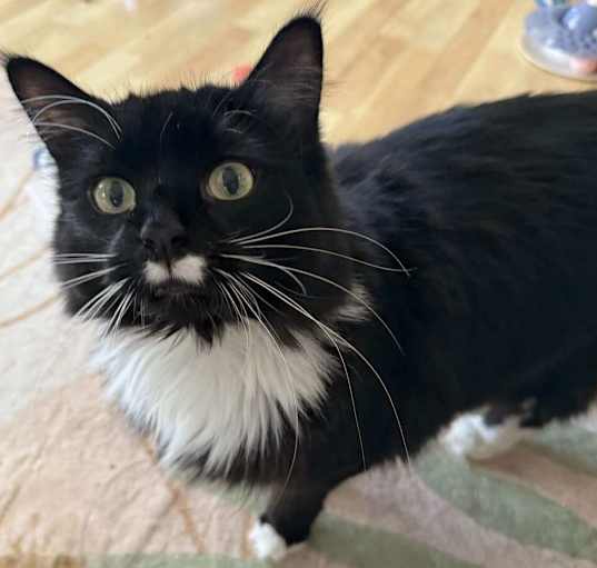Photo of Madeline (aka Toupee)