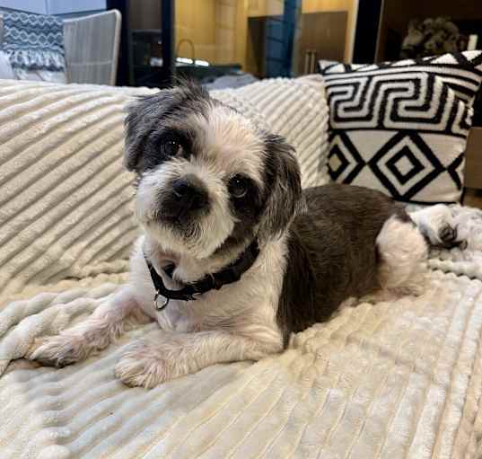 Photo of Oscar
