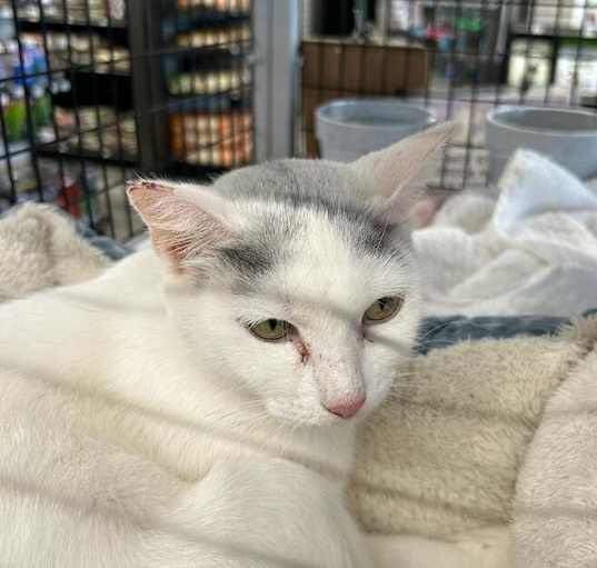 Photo of Sweet Pea