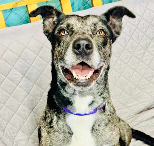 Photo of Calypso $400