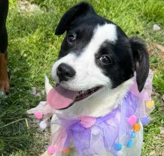 Photo of Chiquita