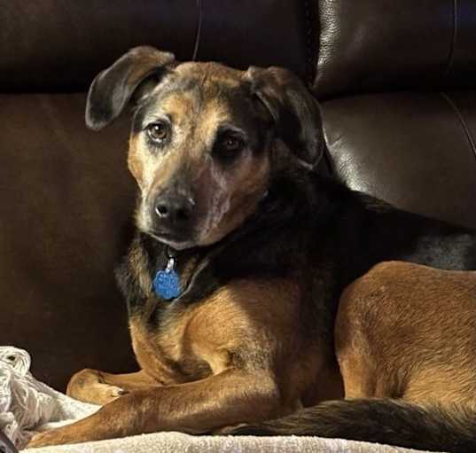 Photo of Puppy Girl