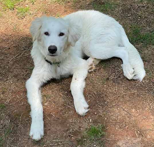 Photo of Whiskey