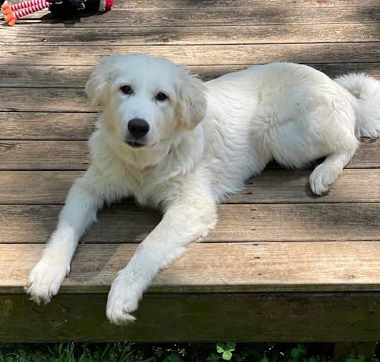 Photo of Gypsy