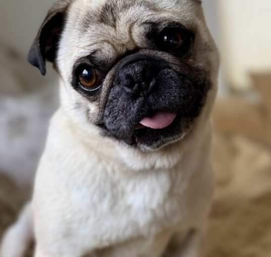 Photo of Rolly