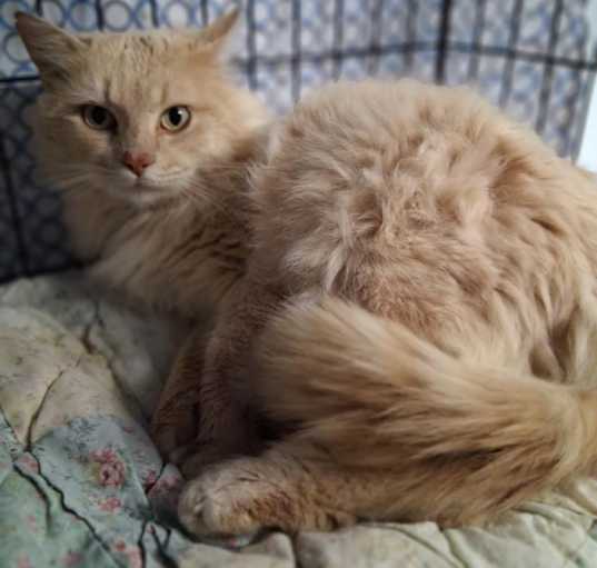 Photo of Andretti
