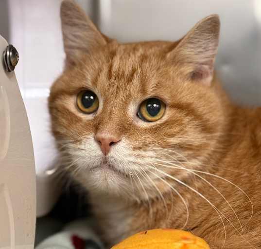 Photo of Nacho Cheese