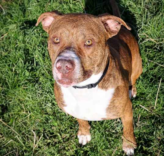 Photo of Cosmo