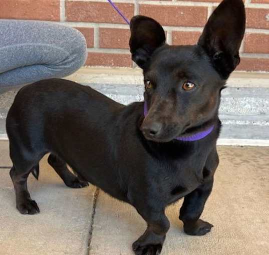Photo of Marmaduke