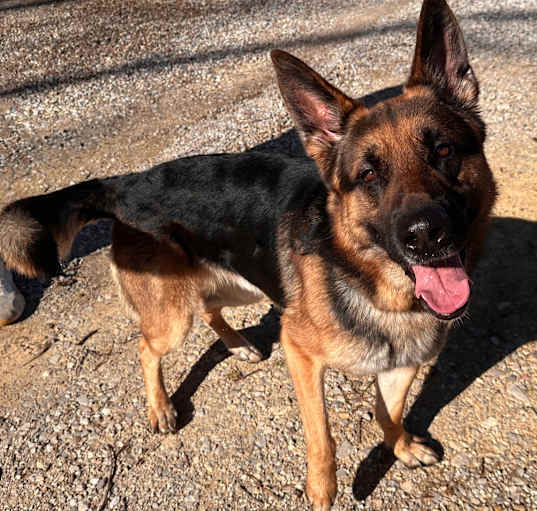 Photo of Rex