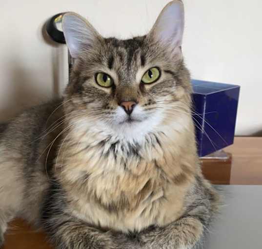Photo of Freya