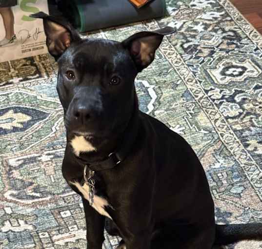 Photo of Midnight