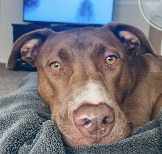 Photo of Bruno