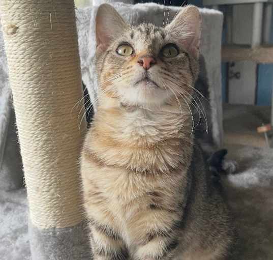 Photo of Blossom