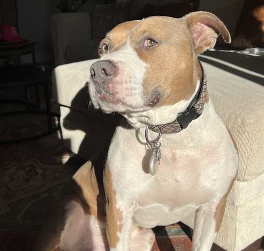 Photo of Blue