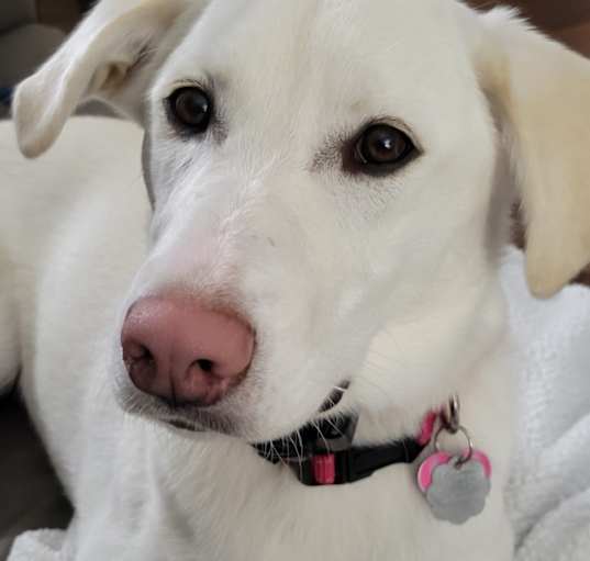 Photo of Daisy